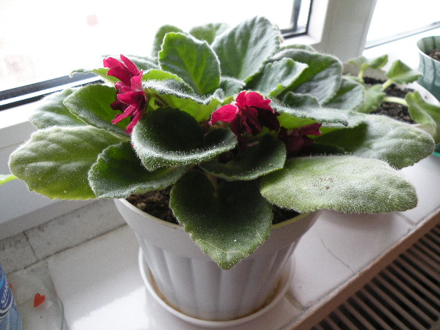 African violets