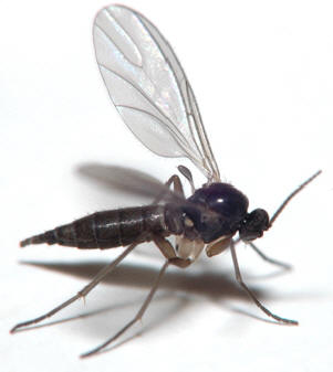 sciaridae insecta-vuxen