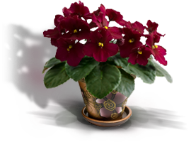 classification of African violets